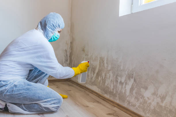 Licensed Basement Mold Remediation service in Quinlan, TX - 24 Hour Mold Removal