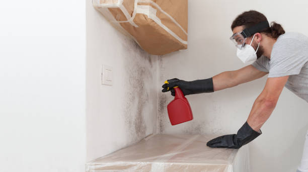 Professional Basement Mold Remediation technician working in Quinlan, TX