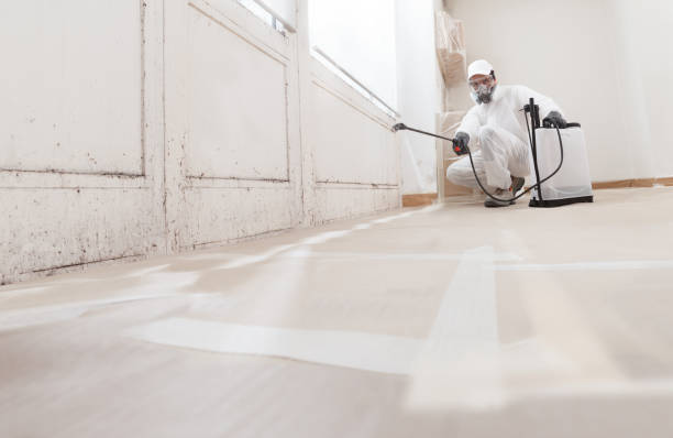 24/7 Emergency Basement Mold Remediation experts in Quinlan, TX