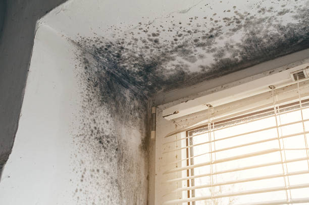 Affordable Basement Mold Remediation solutions in Quinlan, TX