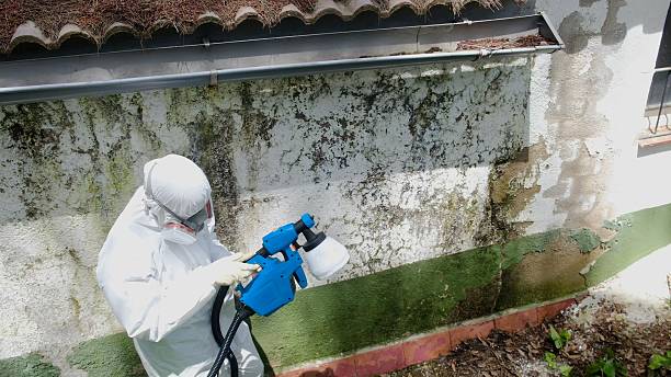 Top rated local Basement Mold Remediation specialists in Quinlan, TX
